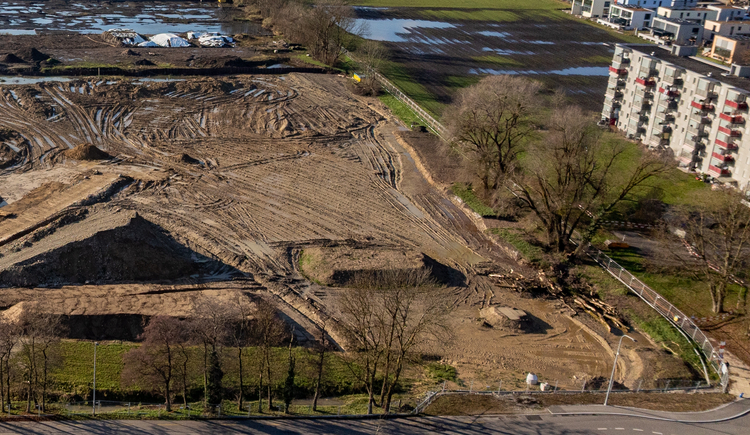 Bäume entlang der Brühlgrabenstrasse und Guggershofstrasse 